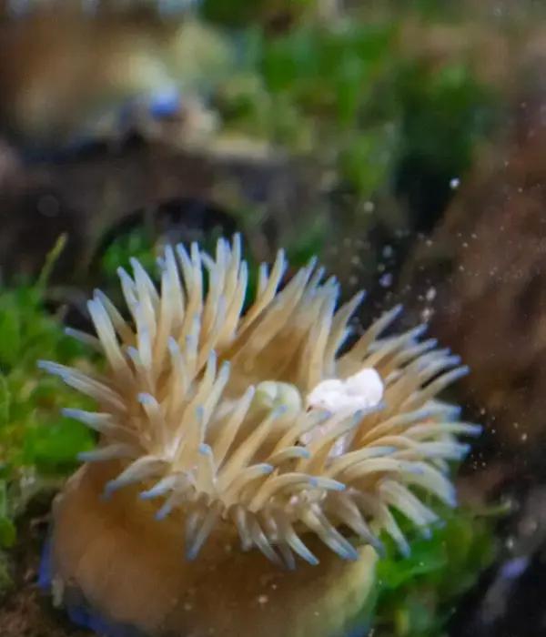 https://www.monmouth.edu/uci/2025/02/18/monmouth-university-scientists-confirm-new-invasive-species-of-anemone-in-u-s-on-new-jersey-beaches/