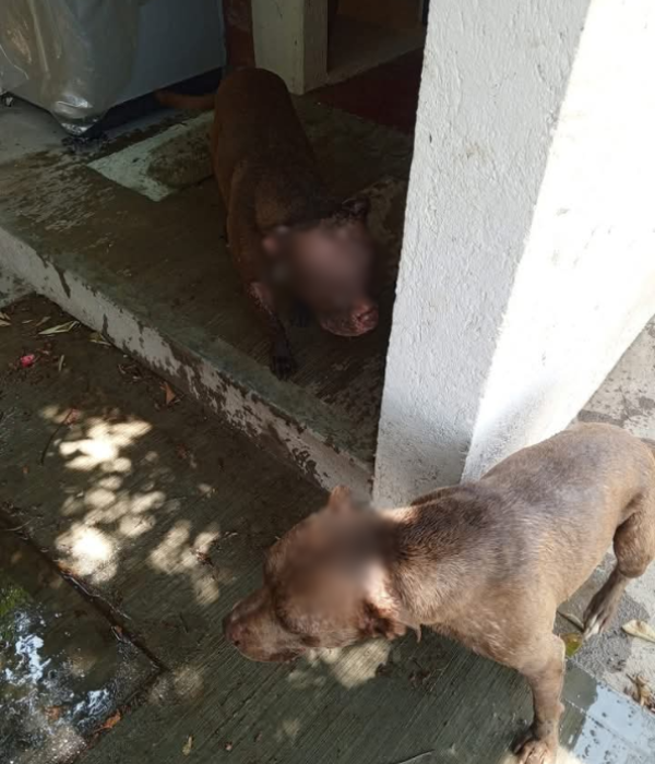 El ataque fue grabado en video y difundido por el dueño de los perros en redes sociales.