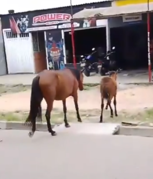 Caballo quedó gravemente herido tras ser atropellado por un motociclista en Ibagué