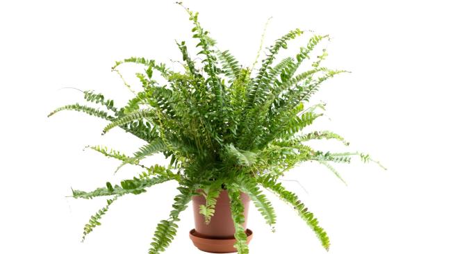 Helecho. Es un clásico en los hogares colombianos. Esta planta purifica el aire y también humidifica los ambientes, explican las voces de La Suculentería. Tiene una apariencia exuberante y puede estar en la entrada de la casa, para dar la bienvenida a los visitantes.