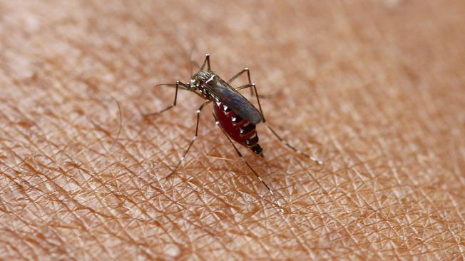 El ‘Aedes aegypti’ (foto) es el mosquito transmisor del dengue. Son características en él las rayas blancas en el dorso y las patas.