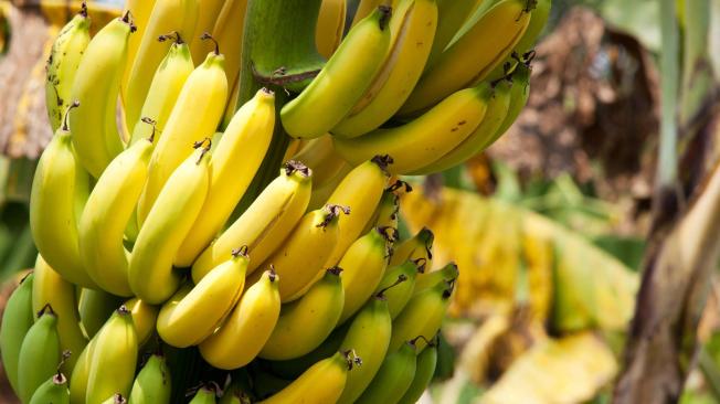 Los principales productos exportados en los primeros seis meses del 2021 son el banano tipo Cavendish, seguido por el aceite de palma en bruto.