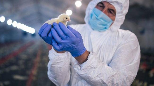 Un hombre chino fue diagnosticado con una nueva cepa H5N6 de la gripe aviar.