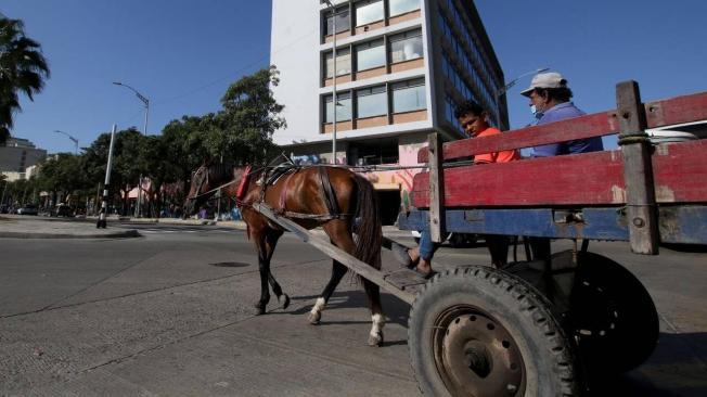 Los vehículos de tracción animal circulan por toda Barranquilla.