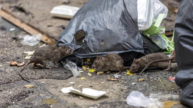 Leptospirosis es una enfermedad causada por bacterias en la orina de las ratas