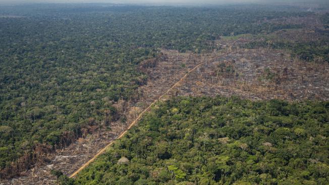 En 2021 fueron deforestadas 170.000 hectáreas en Colombia. Así se ven algunas zonas en Chiribiquete.