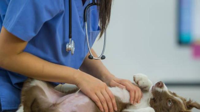 Solo el veterinario puede curar esta enfermedad en su mascota.