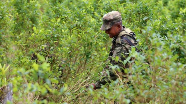 Las cifras del Ministerio de Defensa muestran que en enero no se destruyó ni una hectárea de la hoja.