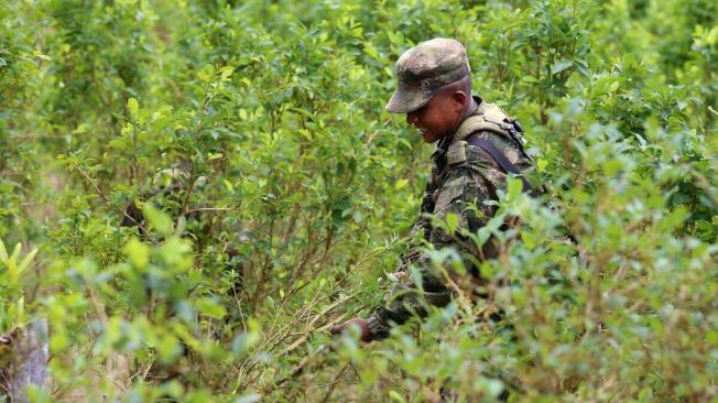 Las cifras del Ministerio de Defensa muestran que en enero no se destruyó ni una hectárea de la hoja.