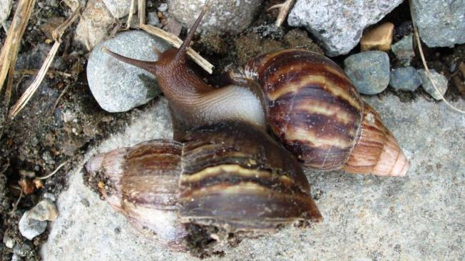 El caracol africano es capaz de acabar con plantaciones enteras, si se sale de control. Sin, embargo, también se alimenta de otras especies y puede llegar a ser caníbal.