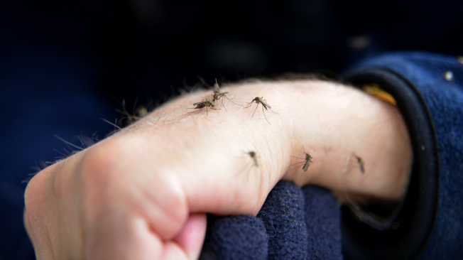 ¿Qué se debe hacer para prevenir el contagio de dengue?