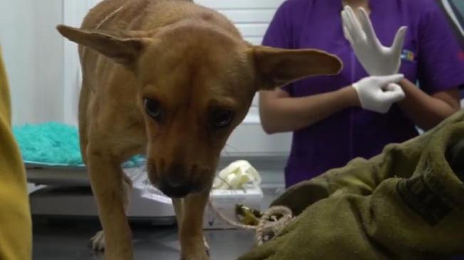 Barrancabermeja:perro fue colgado y amarrado a un poste de luz por hacerse  chichí