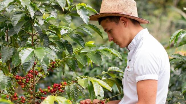 Caficultores en Colombia