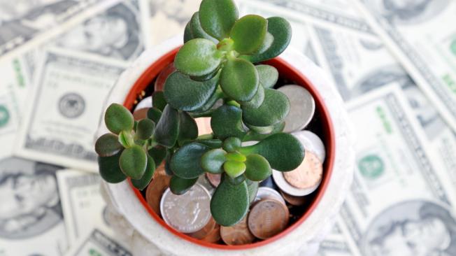 La planta de jade destaca como un símbolo de abundancia, prosperidad y buena suerte.