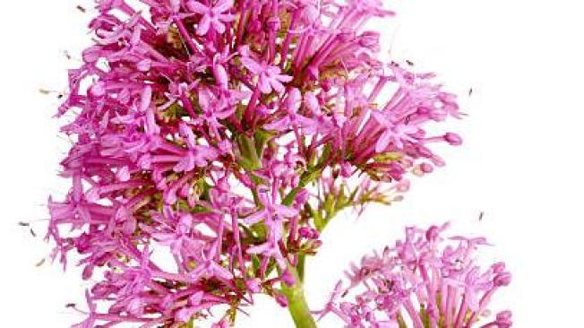 Valeriana.