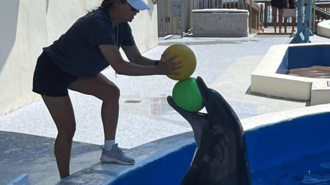 Las experiencias con delfines son su mayor atractivo.