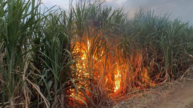 Alertan sobre incendios provocados en terrenos de caña de azúcar.