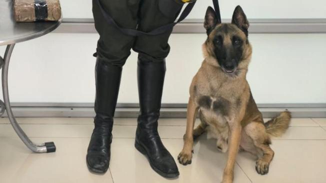 killer, perro pastor alemán antinarcóticos