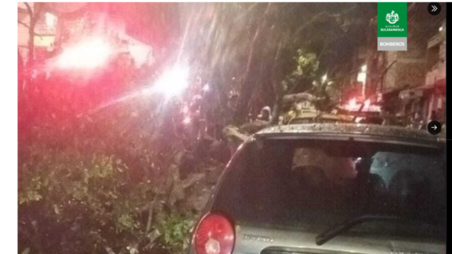 Carros afectados por la caída del árbol