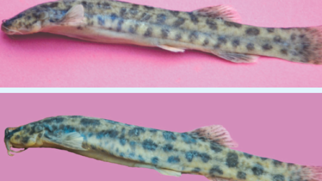 En nuevo bagre fue bautizado científicamente como Trichomycterus caribensis.