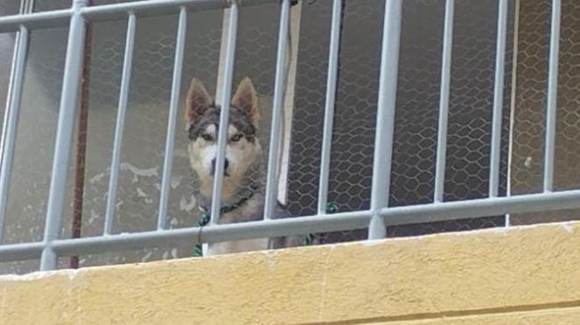 El perro se rescatado de un apartamento en el barrio Los Manantiales.