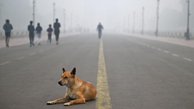 Se muestra un perro en Kartavya Path, cerca de la Puerta de la India, en una fría mañana con smog en Nueva Delhi el 18 de noviembre de 2024.