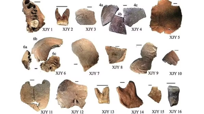 Los restos incluyen cráneos grandes y dientes enormes, más grandes que los de los neandertales y Homo sapiens.