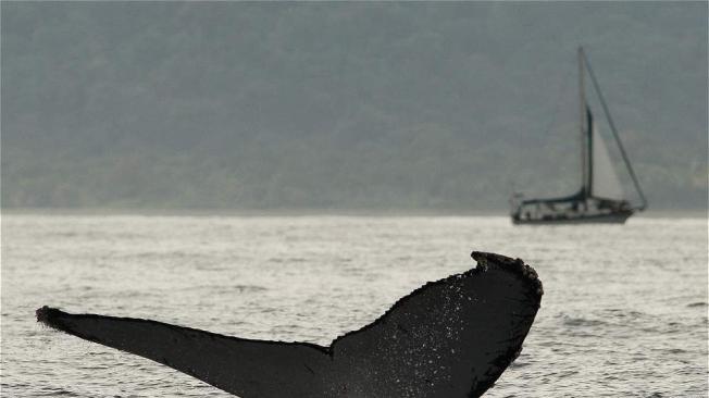 Área de avistamiento de ballenas en el Pacífico. Foto: Guillermo Ossa