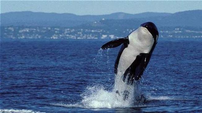 Esta imagen de la 'abuelita'  fue tomada en 1998 por los investigadores. Foto tomada del Center for Whale Research Orca Survey.