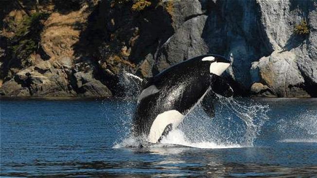 Esta foto de Granny fue registrada en 2009 por Dave Ellifrit. Tomada del Center for Whale Research Orca Survey.