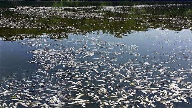 Muchos peces han muerto en la Ciénaga Grande. Archivo Particular