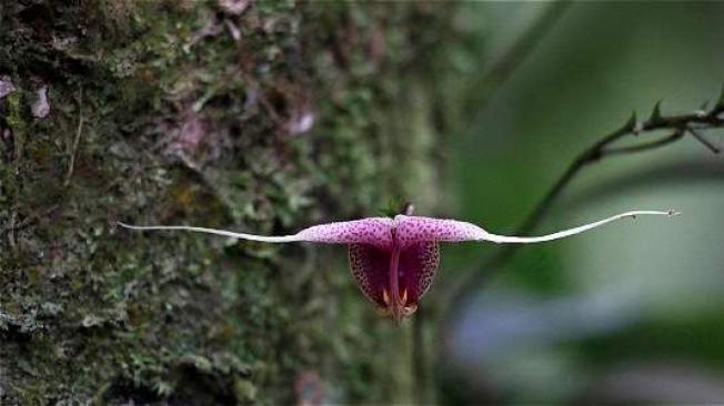 Orquídeas miniatura como esta cabeza de búfalo son la especialidad del bosque dedicado a estas flores en el recorrido. Foto: Jonh Jairo Bonilla.