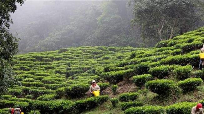 Su ubicación en medio de un bosque de niebla hace posible cosechar las hojas de té durante todo el año. Foto: MAG