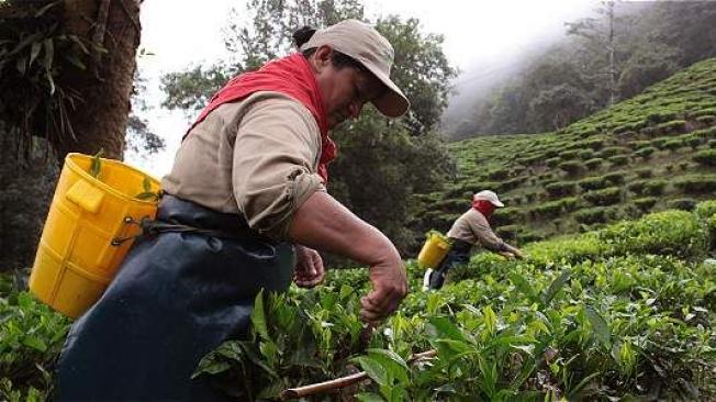 Los cosechadores recogen manualmente las hojas de te y cada uno de ellos puede recoger hasta 18 kilos diarios. Foto: MAG