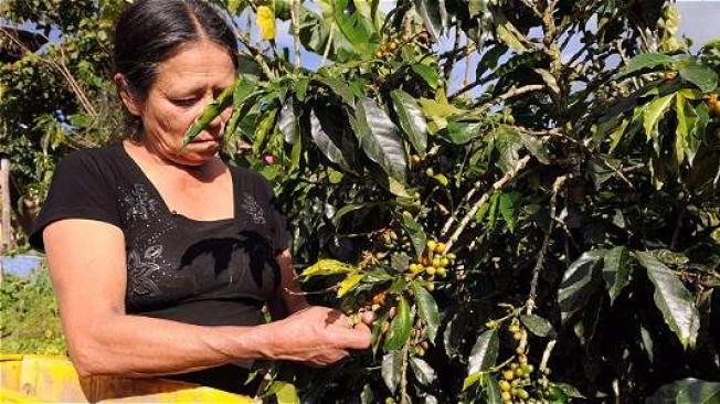 Más de 50 municipios del departamento de Boyacá cultivan café, el cual ha tenido gran acogida en el país y se busca exportarlo.