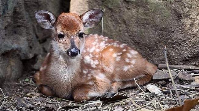 El venado recién nacido es llamado cariñosamente por los visitantes del zoológico de Cali como 'Bambi'