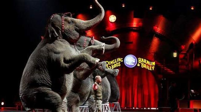 Los elefantes del circo Batum / Reuters