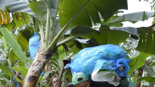 El banano es la principal actividad económica de los ‘Urabaenses’.