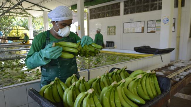 El Banano que se vende en Medellín es el que termina en la cadena productiva tirado en el piso, llamado el rechazo.