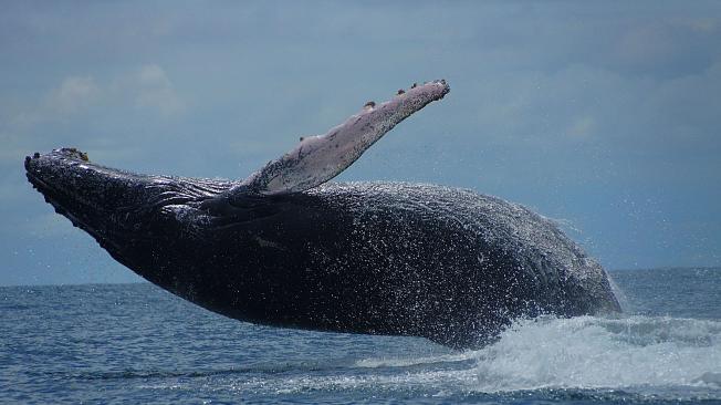 El avistamiento de ballenas es uno de los atractivos del parque nacional Utría, operado por la corporación Mano Cambiada.