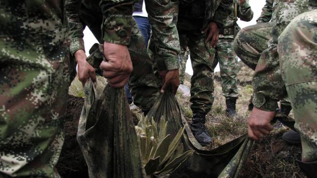 Soldados del Batallón Ayacucho en la base militar de El Gualí, en el Parque Nacional Natural Los Nevados, trasladan frailejones a zonas más seguras para su crecimiento.
