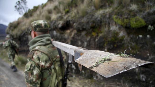 Soldados del Batallón Ayacucho en la base militar de El Gualí, en el Parque Nacional Natural Los Nevados, trasladan frailejones a zonas más seguras para su crecimiento.