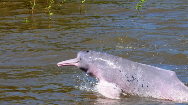 Delfín rosado, amenazado por la minería ilegal.