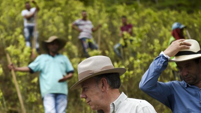 Cultivos de coca en Colombia, tema de conversación entre Donald Trump y Juan Manuel Santos.