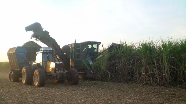 Cultivos de caña de azúcar en el Valle del Cauca