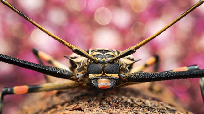 Un escarabajo aserrador.