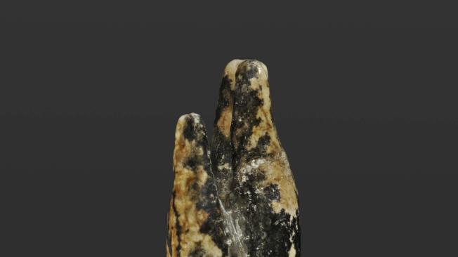 Separación entre humanos y simios fue hace 7,2 millones de años en el ...