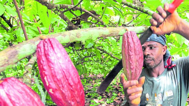 Cultivador de cacao en fruto en Tablón Dulce, Tumaco. Antes de que el Gobierno comenzara los diálogos con las Farc, campesinos de Tablón Dulce decidieron probar el sabor de la paz reemplazando sus cutlivos de coca por el cacao.
