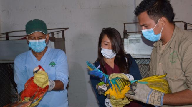 La Corporación Autónoma Regional del Valle se encargó de recuperar  200 animales silvestres decomisados. Serán liberados en Cesar.