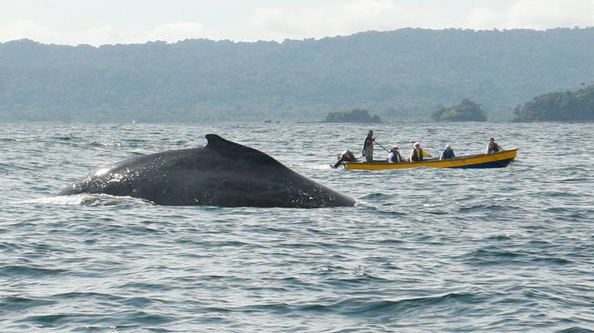 Está ubicada al sur de Bahía Solano y el principal atractivo para sus visitantes es hacer el avistamiento de ballenas.